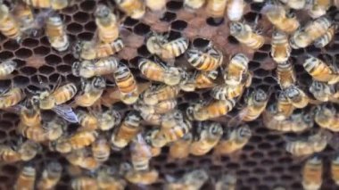 Kovanlarında bir grup bal arısı. Yiyecek olarak nektar toplamak için çalışıyorlar..