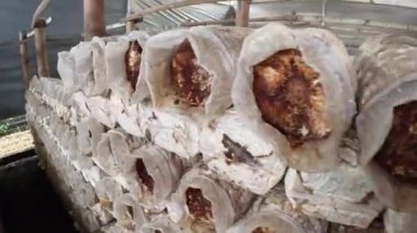 Kral istiridye mantarı (Jamur tiramı, Pleurotus ostreatus, istiridye mantarı, istiridye mantarı, hiratake, inci istiridye mantarı) ve çiftlikte talaş tozu