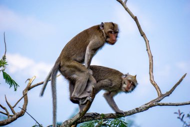 Macaca fascicularis (Monyet kra, kera ekor panjang, monyet ekor panjang, long-tailed macaque, monyet pemakan kepiting, crab-eating monkey) on the tree.