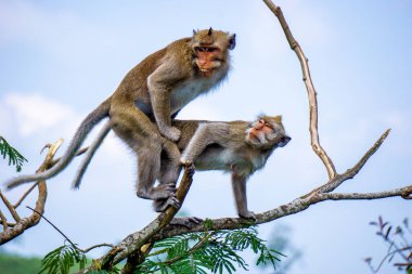 Macaca fascicularis (Monyet kra, kera ekor panjang, monyet ekor panjang, long-tailed macaque, monyet pemakan kepiting, crab-eating monkey) on the tree.