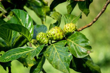 Ağaçta Morinda citrifolia (harika morinda, Hint dutu, noni, plaj dutu, peynir meyvesi). Polinezya kültürlerinde yeşil meyve, yaprak ve kök genel bir tonik olarak kullanılmış olabilir.