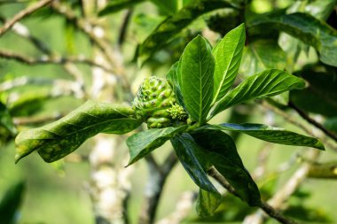 Ağaçta Morinda citrifolia (harika morinda, Hint dutu, noni, plaj dutu, peynir meyvesi). Polinezya kültürlerinde yeşil meyve, yaprak ve kök genel bir tonik olarak kullanılmış olabilir.