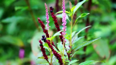 Phytolacca icosandra (düğme pokeweed, tropikal pokeweed, 20 stamen, bayam hutan). Belirtilmemiş tıbbi bozuklukları tedavi etmek için kullanılır. Zehir, ilaç ve yiyecek olarak..