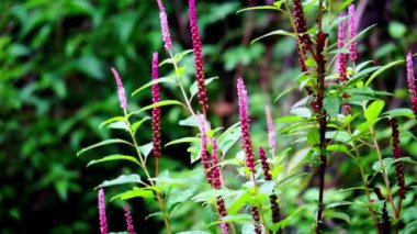 Phytolacca icosandra (düğme pokeweed, tropikal pokeweed, 20 stamen, bayam hutan). Belirtilmemiş tıbbi bozuklukları tedavi etmek için kullanılır. Zehir, ilaç ve yiyecek olarak..