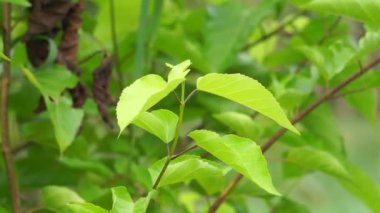 Premna foetida Reine (Daun singkil, waung, berbuas, buas-buas, ambong-ambong laut, pecah piring, singkil) doğada. Bu genellikle yemek olarak kullanılır.