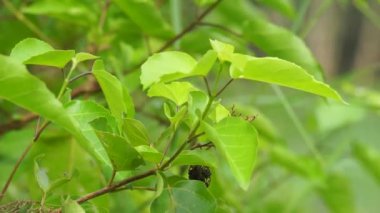 Premna foetida Reine (Daun singkil, waung, berbuas, buas-buas, ambong-ambong laut, pecah piring, singkil) doğada. Bu genellikle yemek olarak kullanılır.