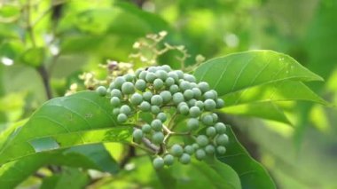 Premna foetida Reine (Daun singkil, waung, berbuas, buas-buas, ambong-ambong laut, pecah piring, singkil) doğada. Bu genellikle yemek olarak kullanılır.