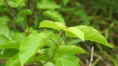 Premna foetida Reine (Daun singkil, waung, berbuas, buas-buas, ambong-ambong laut, pecah piring, singkil) doğada. Bu genellikle yemek olarak kullanılır.