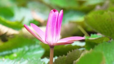 Nelumbo nucifera (Padma, Lotus, kutsal nilüfer, Hint lotusu, basit nilüfer çiçeği)