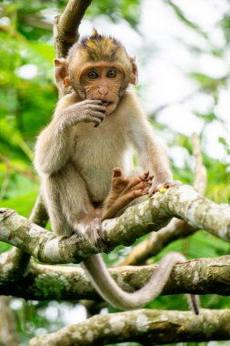 Bebek Macaca fascicularis (kera ekor panjang, monyet ekor panjang, uzun kuyruklu maymun, yengeç yiyen maymun, cynomolgus macaque) ağaçta)