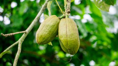 Pachira aquatica (Malabar kestanesi, Fransız fıstığı, Pumpo, Jelinjoche, Para Ağacı, Para Fabrikası, Serissa Japonya). Bu ağaç örgülü gövde ile satılır ve genellikle süs bitkisi olarak yetiştirilir..