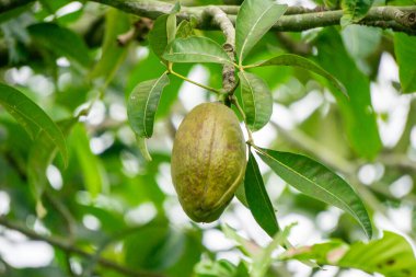 Pachira aquatica (Malabar chestnut, French peanut, Pumpo, Jelinjoche, Money tree, Money plant, serissa japonica). This tree is sold with braided trunks and is commonly grown as an ornamental plant. clipart