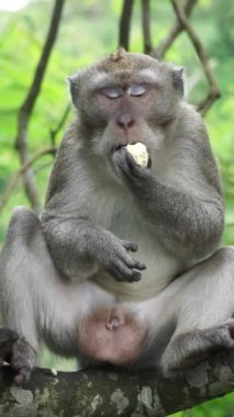 Macaca fascicularis (kera ekor panjang, monyet ekor panjang, uzun kuyruklu maymun, yengeç yiyen maymun, cynomolgus macaque) meyve yer.