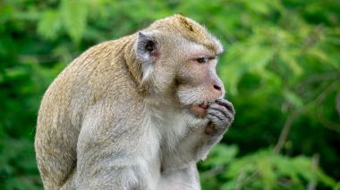 Macaca fascicularis (kera ekor panjang, monyet ekor panjang, uzun kuyruklu maymun, yengeç yiyen maymun, cynomolgus macaque) meyve yer.