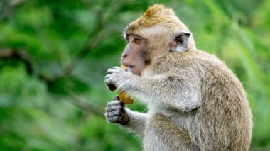 Macaca fascicularis (kera ekor panjang, monyet ekor panjang, uzun kuyruklu maymun, yengeç yiyen maymun, cynomolgus macaque) meyve yer.