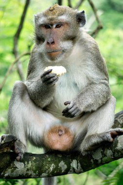 Macaca fascicularis (kera ekor panjang, monyet ekor panjang, uzun kuyruklu maymun, yengeç yiyen maymun, cynomolgus macaque) meyve yer.