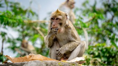 Macaca fascicularis (kera ekor panjang, monyet ekor panjang, long-tailed macaque, crab-eating monkey, cynomolgus macaque) is eating rice clipart