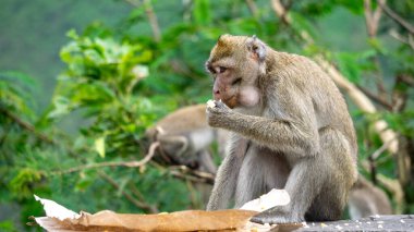 Macaca fascicularis (kera ekor panjang, monyet ekor panjang, uzun kuyruklu makak, yengeç yiyen maymun, cynomolgus macaque) pirinç yemektedir.