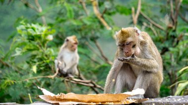 Macaca fascicularis (kera ekor panjang, monyet ekor panjang, uzun kuyruklu makak, yengeç yiyen maymun, cynomolgus macaque) pirinç yemektedir.