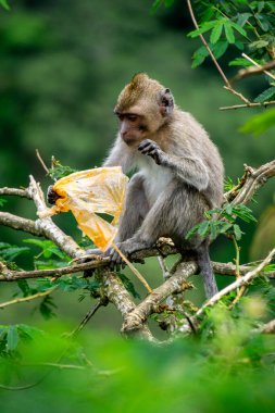 Macaca fascicularis (kera ekor panjang, monyet ekor panjang, uzun kuyruklu makak, yengeç yiyen maymun, cynomolgus macaque) plastik yemektedir.