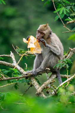 Macaca fascicularis (kera ekor panjang, monyet ekor panjang, uzun kuyruklu makak, yengeç yiyen maymun, cynomolgus macaque) plastik yemektedir.