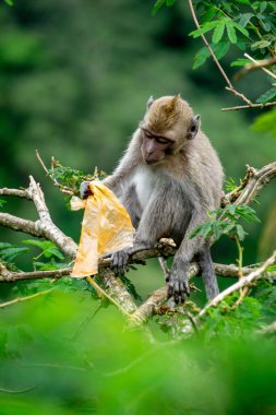 Macaca fascicularis (kera ekor panjang, monyet ekor panjang, uzun kuyruklu makak, yengeç yiyen maymun, cynomolgus macaque) plastik yemektedir.