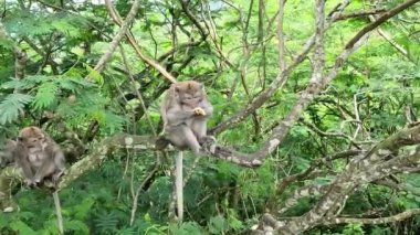 Macaca fascicularis (kera ekor panjang, monyet ekor panjang, uzun kuyruklu maymun, yengeç yiyen maymun, cynomolgus macaque) meyve yer.