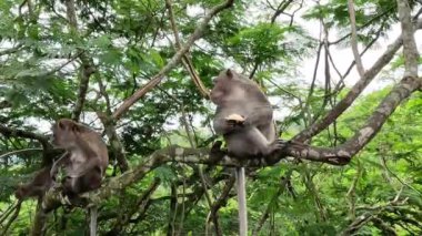 Macaca fascicularis (kera ekor panjang, monyet ekor panjang, uzun kuyruklu maymun, yengeç yiyen maymun, cynomolgus macaque) meyve yer.