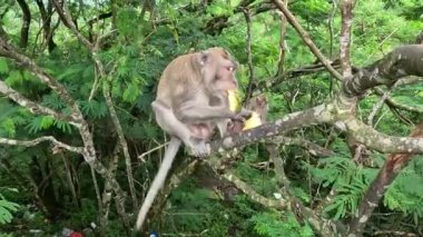 Macaca fascicularis (kera ekor panjang, monyet ekor panjang, uzun kuyruklu maymun, yengeç yiyen maymun, cynomolgus macaque) meyve yer.