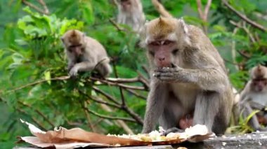 Macaca fascicularis (kera ekor panjang, monyet ekor panjang, uzun kuyruklu makak, yengeç yiyen maymun, cynomolgus macaque) pirinç yemektedir.
