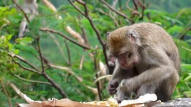 Macaca fascicularis (kera ekor panjang, monyet ekor panjang, uzun kuyruklu makak, yengeç yiyen maymun, cynomolgus macaque) pirinç yemektedir.