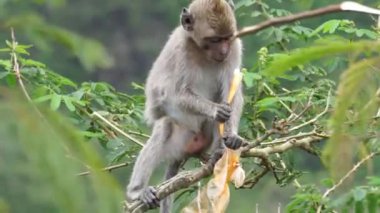 Macaca fascicularis (kera ekor panjang, monyet ekor panjang, uzun kuyruklu makak, yengeç yiyen maymun, cynomolgus macaque) plastik yemektedir.