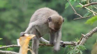 Macaca fascicularis (kera ekor panjang, monyet ekor panjang, uzun kuyruklu makak, yengeç yiyen maymun, cynomolgus macaque) plastik yemektedir.