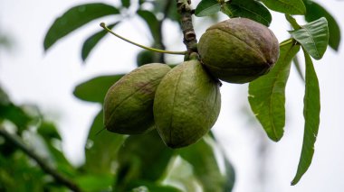 Pachira aquatica (Malabar kestanesi, Fransız fıstığı, Pumpo, Jelinjoche, Para Ağacı, Para Fabrikası, Serissa Japonya). Bu ağaç örgülü gövde ile satılır ve genellikle süs bitkisi olarak yetiştirilir..