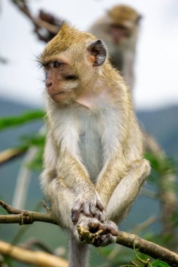 Bebek Macaca fascicularis (kera ekor panjang, monyet ekor panjang, uzun kuyruklu maymun, yengeç yiyen maymun, cynomolgus macaque) ağaçta)
