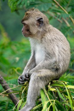Bebek Macaca fascicularis (kera ekor panjang, monyet ekor panjang, uzun kuyruklu maymun, yengeç yiyen maymun, cynomolgus macaque) ağaçta)