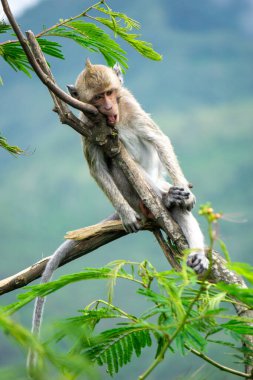 Bebek Macaca fascicularis (kera ekor panjang, monyet ekor panjang, uzun kuyruklu maymun, yengeç yiyen maymun, cynomolgus macaque) ağaçta)