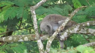 Bebek Macaca fascicularis (kera ekor panjang, monyet ekor panjang, uzun kuyruklu maymun, yengeç yiyen maymun, cynomolgus macaque) ağaçta)