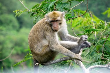 Ağaçta Macaca fascicularis (kera ekor panjang, monyet ekor panjang, uzun kuyruklu makak, yengeç yiyen maymun, cynomolgus macaque)