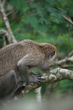 Ağaçta Macaca fascicularis (kera ekor panjang, monyet ekor panjang, uzun kuyruklu makak, yengeç yiyen maymun, cynomolgus macaque)