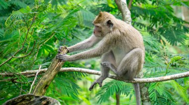 Macaca fascicularis (kera ekor panjang, monyet ekor panjang, long-tailed macaque, crab-eating monkey, cynomolgus macaque) on the tree clipart