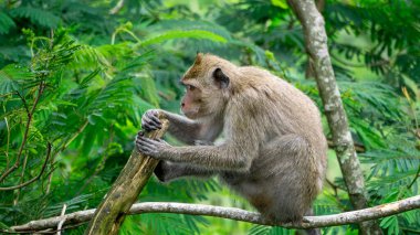 Macaca fascicularis (kera ekor panjang, monyet ekor panjang, long-tailed macaque, crab-eating monkey, cynomolgus macaque) on the tree clipart