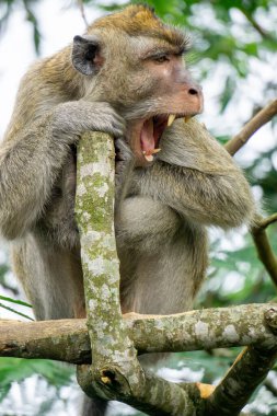 Ağaçta Macaca fascicularis (kera ekor panjang, monyet ekor panjang, uzun kuyruklu makak, yengeç yiyen maymun, cynomolgus macaque)