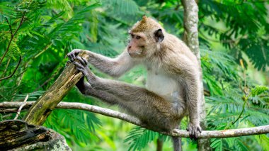 Macaca fascicularis (kera ekor panjang, monyet ekor panjang, long-tailed macaque, crab-eating monkey, cynomolgus macaque) on the tree clipart