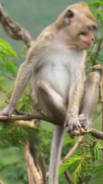 Ağaçta Macaca fascicularis (kera ekor panjang, monyet ekor panjang, uzun kuyruklu makak, yengeç yiyen maymun, cynomolgus macaque)