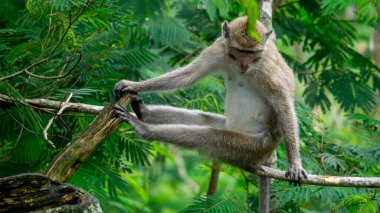 Ağaçta Macaca fascicularis (kera ekor panjang, monyet ekor panjang, uzun kuyruklu makak, yengeç yiyen maymun, cynomolgus macaque)