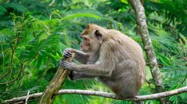 Ağaçta Macaca fascicularis (kera ekor panjang, monyet ekor panjang, uzun kuyruklu makak, yengeç yiyen maymun, cynomolgus macaque)