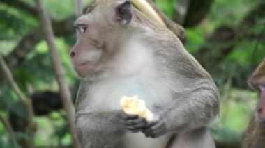 Ağaçta Macaca fascicularis (kera ekor panjang, monyet ekor panjang, uzun kuyruklu makak, yengeç yiyen maymun, cynomolgus macaque)