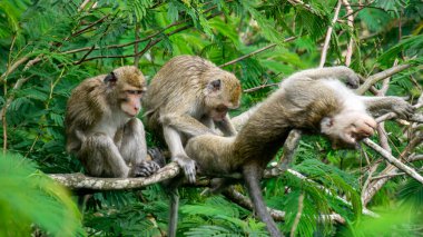 Macaca fascicularis (kera ekor panjang, monyet ekor panjang, uzun kuyruklu makak, yengeç yiyen maymun, cynomolgus macaque) eşiyle birlikte)
