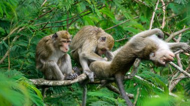Macaca fascicularis (kera ekor panjang, monyet ekor panjang, uzun kuyruklu makak, yengeç yiyen maymun, cynomolgus macaque) eşiyle birlikte)